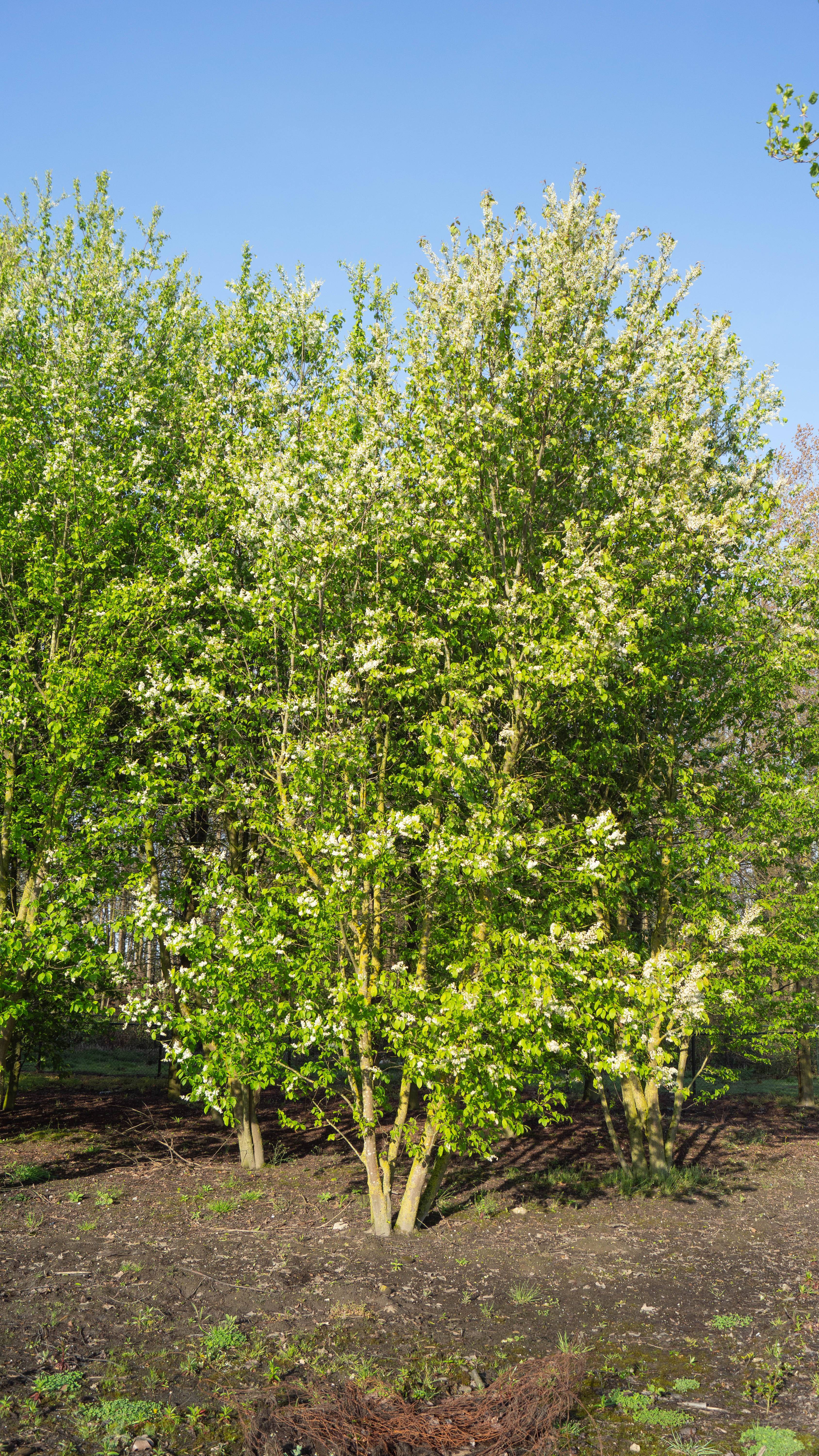 Prunus padus (2)